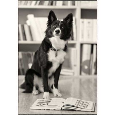 <strong>Finn</strong> <br/><br/> Bürohund<br/> <br/> Wau und Hallo! Ich bin Finn, ein Mini Australian Shepherd und der Bürohund der Firma. Ich komme jeden Tag mit meinem Frauchen Laura Hitz in die Arbeit. Hier freue ich mich über jeden der kommt und mich streicheln will. Sonst liege ich immer unter dem Tisch, schlafe oder schaue aus dem Fenster. Alles zu beobachten ist nebst Spielen und Gassi gehen eines meiner größten Hobbys. Oh ein Ball! Also vielleicht sieht man sich bei Ihrem nächsten Besuch in der VDS! Finn