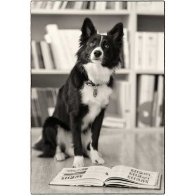 <strong>Finn</strong> <br/><br/> Bürohund<br/> <br/> Wau und Hallo! Ich bin Finn, ein Mini Australian Shepherd und der Bürohund der Firma. Ich komme jeden Tag mit meinem Frauchen Laura Hitz in die Arbeit. Hier freue ich mich über jeden der kommt und mich streicheln will. Sonst liege ich immer unter dem Tisch, schlafe oder schaue aus dem Fenster. Alles zu beobachten ist nebst Spielen und Gassi gehen eines meiner größten Hobbys. Oh ein Ball! Also vielleicht sieht man sich bei Ihrem nächsten Besuch in der VDS! Finn