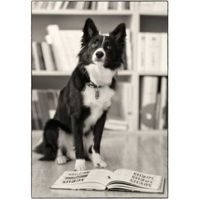 <strong>Finn</strong> <br/><br/> Bürohund<br/> <br/> Wau und Hallo! Ich bin Finn, ein Mini Australian Shepherd und der Bürohund der Firma. Ich komme jeden Tag mit meinem Frauchen Laura Hitz in die Arbeit. Hier freue ich mich über jeden der kommt und mich streicheln will. Sonst liege ich immer unter dem Tisch, schlafe oder schaue aus dem Fenster. Alles zu beobachten ist nebst Spielen und Gassi gehen eines meiner größten Hobbys. Oh ein Ball! Also vielleicht sieht man sich bei Ihrem nächsten Besuch in der VDS! Finn
